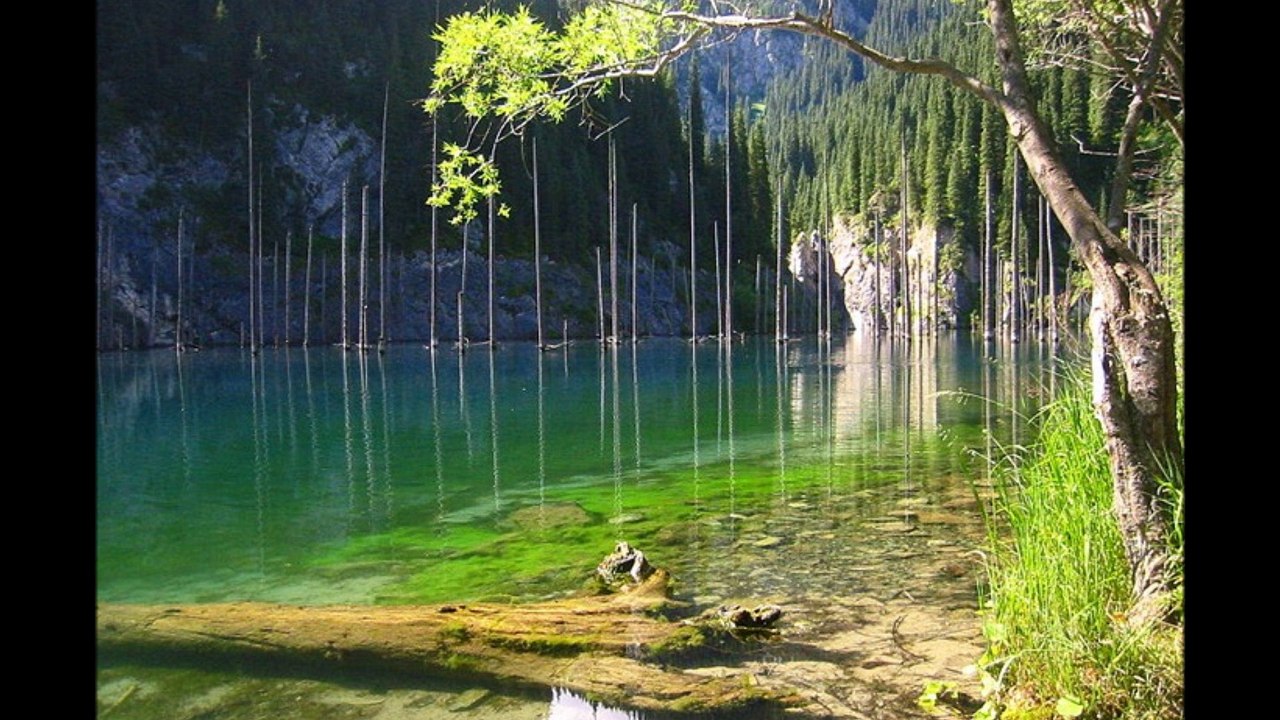 7 Incredible Submerged Forests