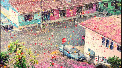 8 Million Flower Petals Rain Down On A Village In Costa Rica
