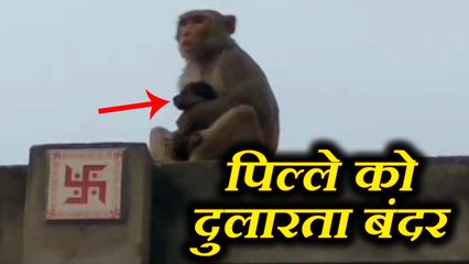 दूध पीने वाले puppy को प्यार में रोटी खिलाना चाहता है Monkey