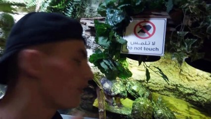 MON NOUVEL ANIMAL DE COMPAGNIE ! (Vlog Dubaï) - TIM