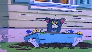 Slicked-up Pup Tom And Jerry English Episodes - Safety