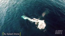 Bryde's Whales Rare Footage by Splash Drone