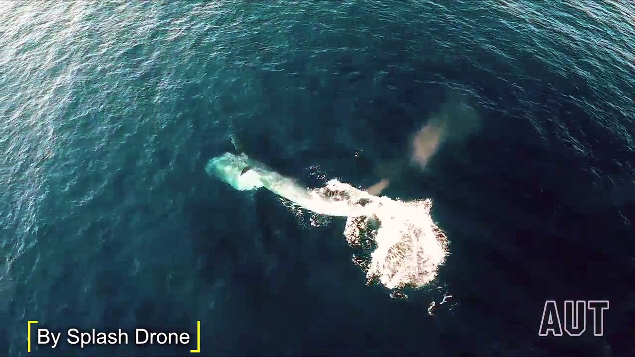 Bryde's Whales Rare Footage by Splash Drone
