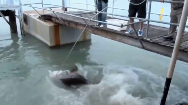 Regardez le monstre qu'ils ont au bout de leur fil de peche... Un mérou géant Grouper!