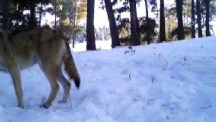Vahşi yaşam fotokapana böyle yansıdı
