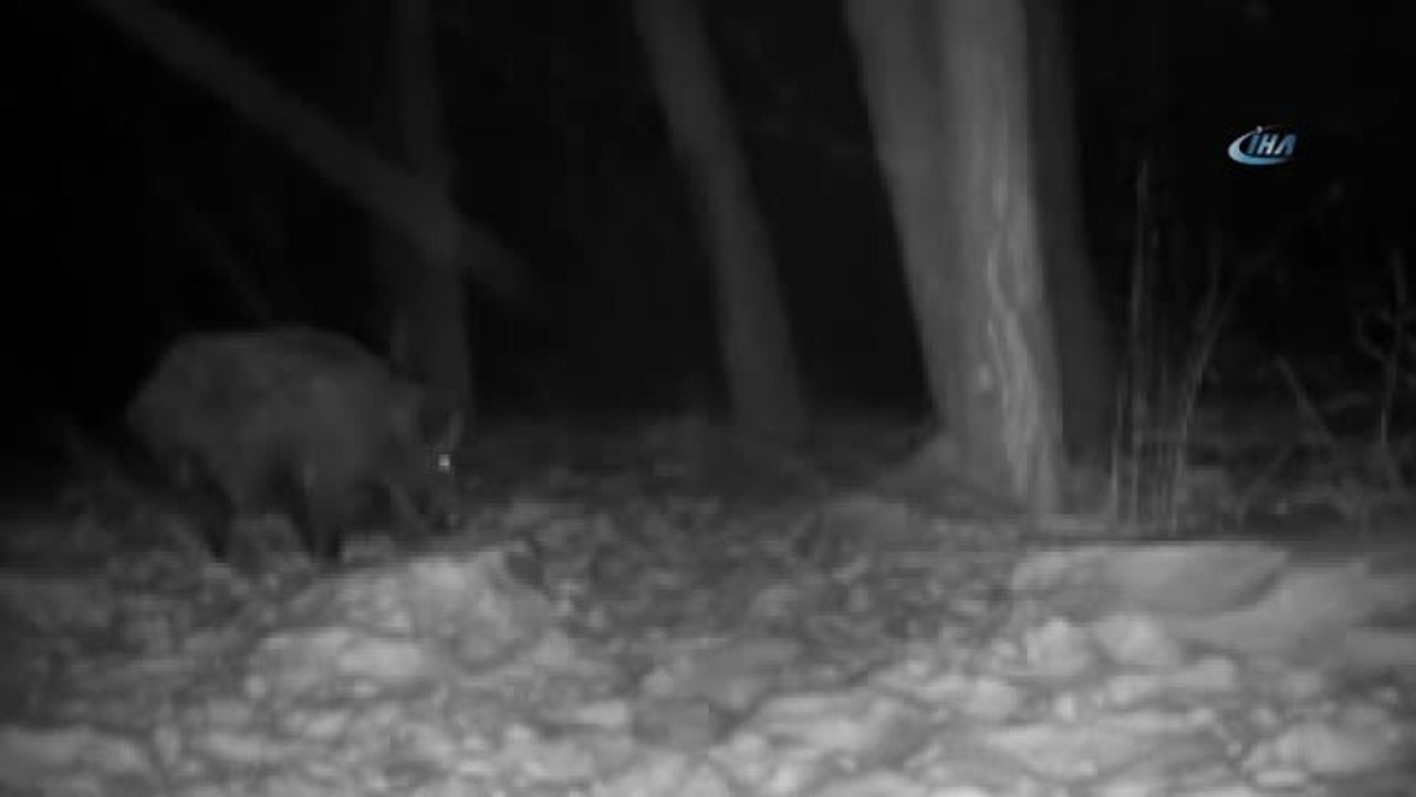 Vahşi Yaşam Fotokapana Böyle Yansıdı