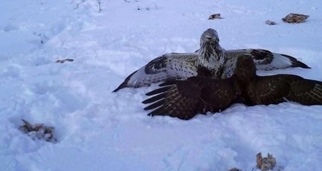 Ardahan'da Vahşi Yaşam Görüntüleri Fotokapana Yansıdı