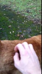 Gratter un chat sur le dos