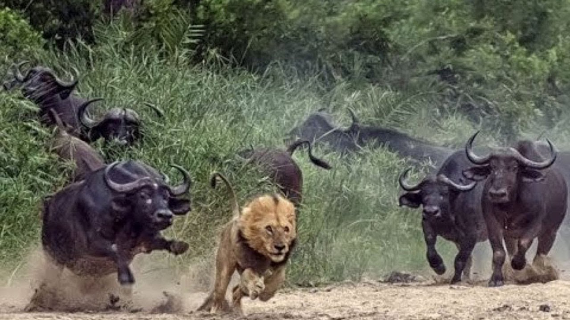 Courageous Buffalos Drive Away Lions Out of Their Domain - Buffalo vs baby Warthog