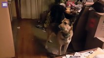 Dog helps gospel choir sing version of Hallelujah