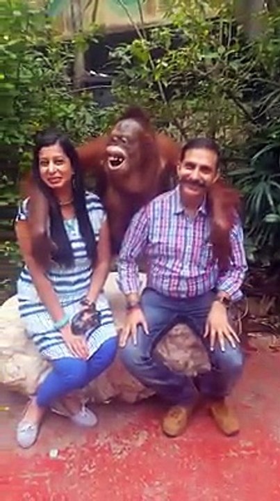 the gorilla love with couple