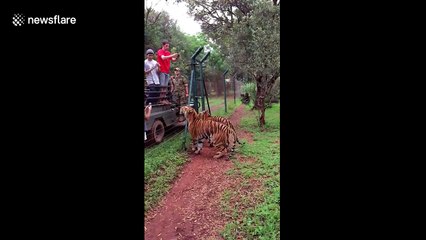 Tiger jumps to catch meat, filmed in slow-motion
