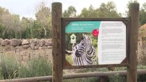 İzmir Doğal Yaşam Parkı'nda Yavru Zebra Sevinci