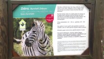İzmir Doğal Yaşam Parkı'nda yavru zebra sevinci - İZMİR