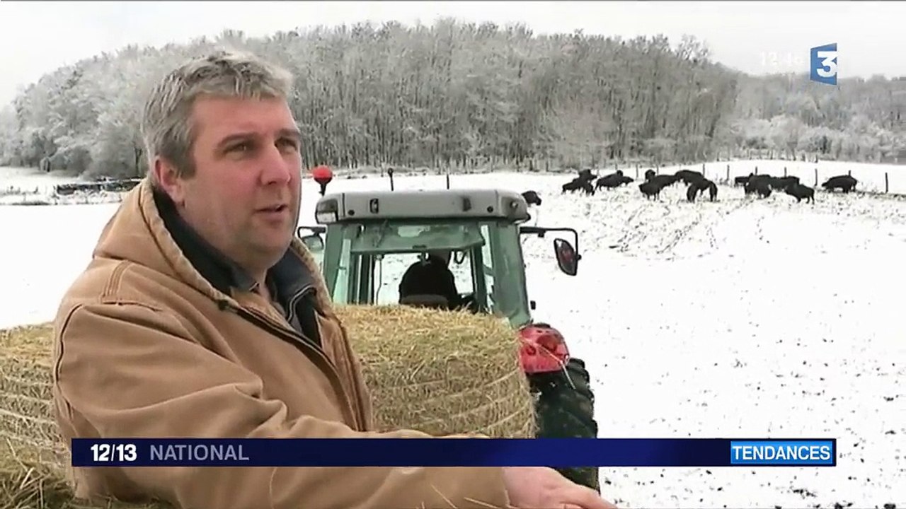 Le bison, nouvelle viande star des fêtes de fin d'années