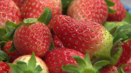 국내 수출량 85% '진주 딸기'...농민 효자 노릇 톡톡 / YTN