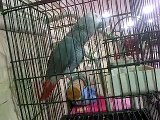 African grey parrot recites from the Holy Quran