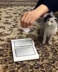Cat refuses to step on Holy Quran.. Amazing proof of Islam