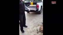 Liban : Des chiens errants empoisonnés par des employés, les terribles images (Vidéo)