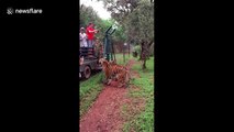 Saut impressionnant d'un tigre pour attraper la viande en plein vol !