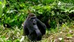 Heart-warming moment Damian Aspinall's wife Victoria is accepted by wild gorillas OFFICIAL VIDEO