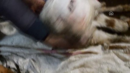 Ağrı'da Besicinin İneği Çift Başlı Buzağı Doğurdu