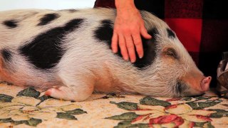 Myth of Mini Pigs & Micro Pigs | Pet Pigs