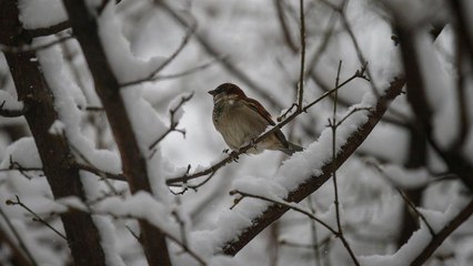 برد شديد يضرب الولايات المتحدة وكندا عشية رأس السنة