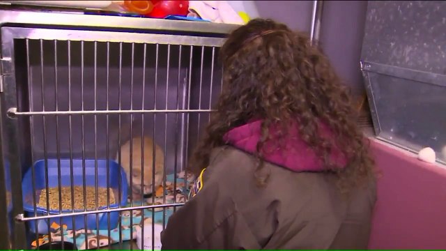 Cat Found Abandoned in the Cold, Infested with Fleas