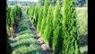 About  Emerald   Green  Arborvitae  Grown Near Doylestown Pa  For Landscaping