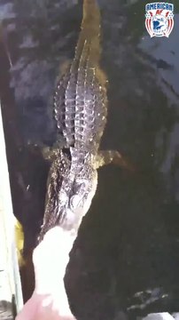 Il laisse ses gamins se baigner avec les crocodiles