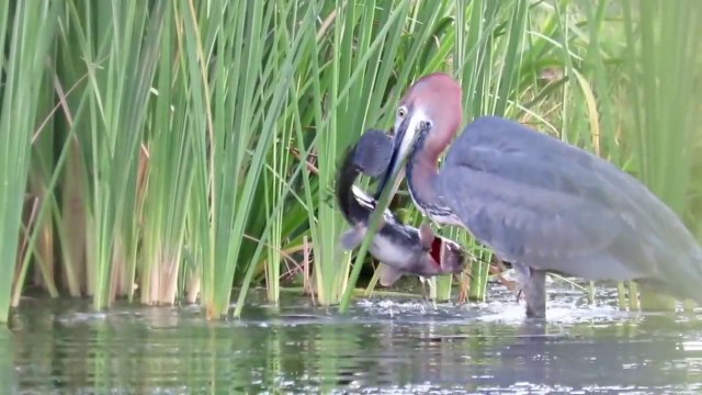 Ce héron attrape un poisson chat énorme... Gourmand l'oiseau
