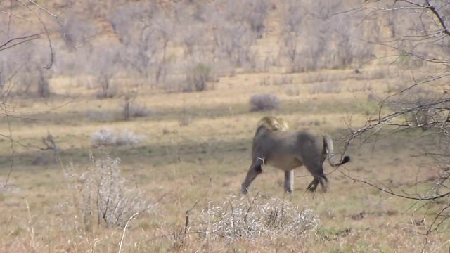 Ce lion fait une crise d'épilepsie devant les touristes médusés
