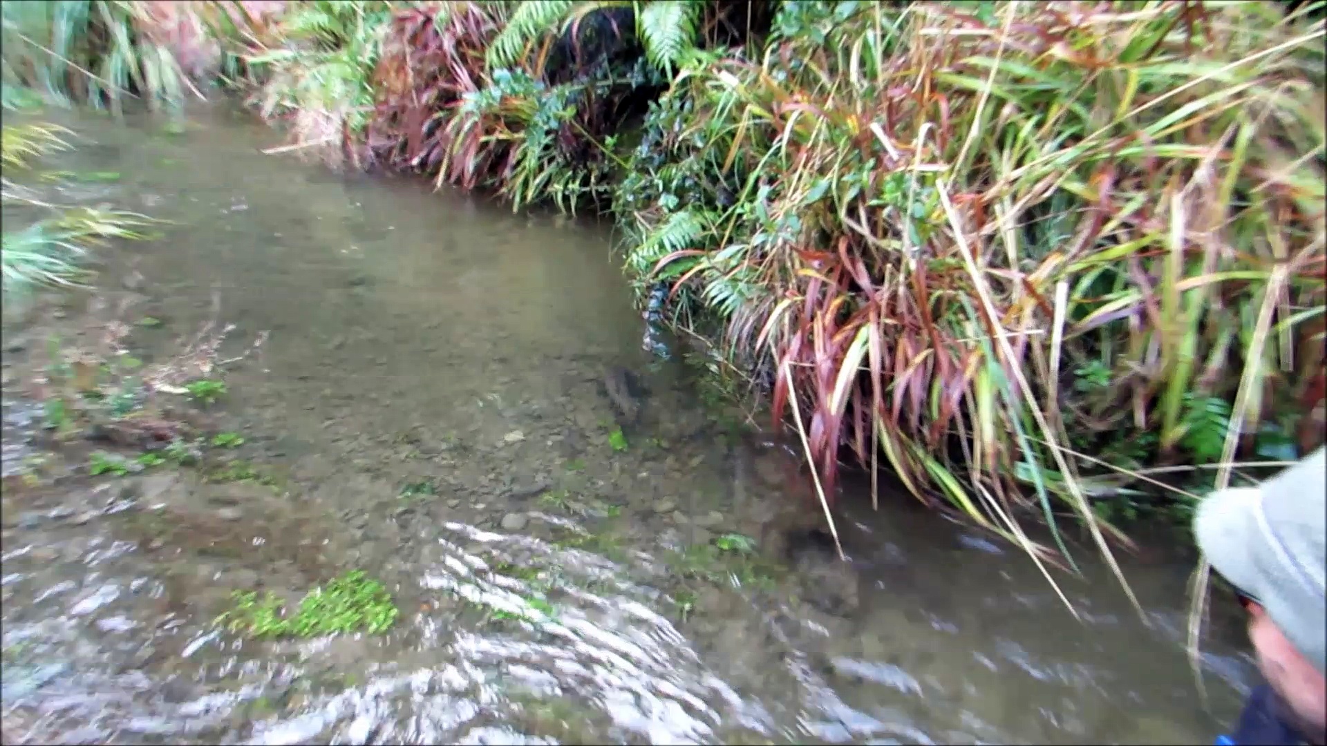 Remote mountain stream fly Fishing New Zealand