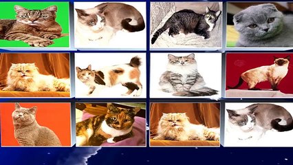 10 Best Types of Cat