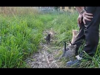 【子猫軍団】 追いかけて足によじ登ってくる子猫たちがカワイイ！