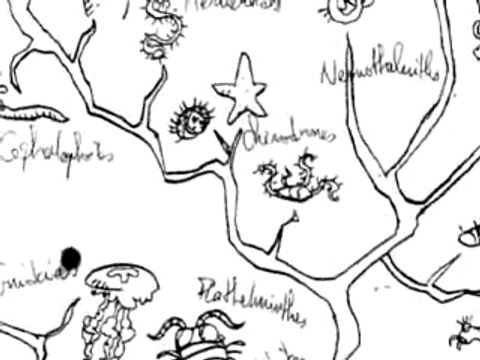 La révolution des Crabes