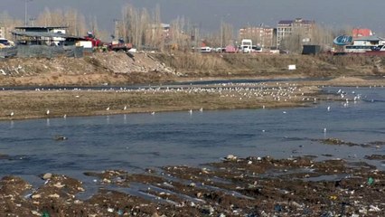 Buzlar eridi martılar Murat Nehrine geri döndü