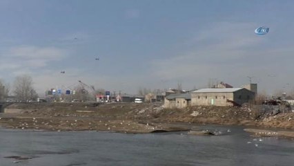 Buzlar Eridi Martılar Murat Nehrine Geri Döndü