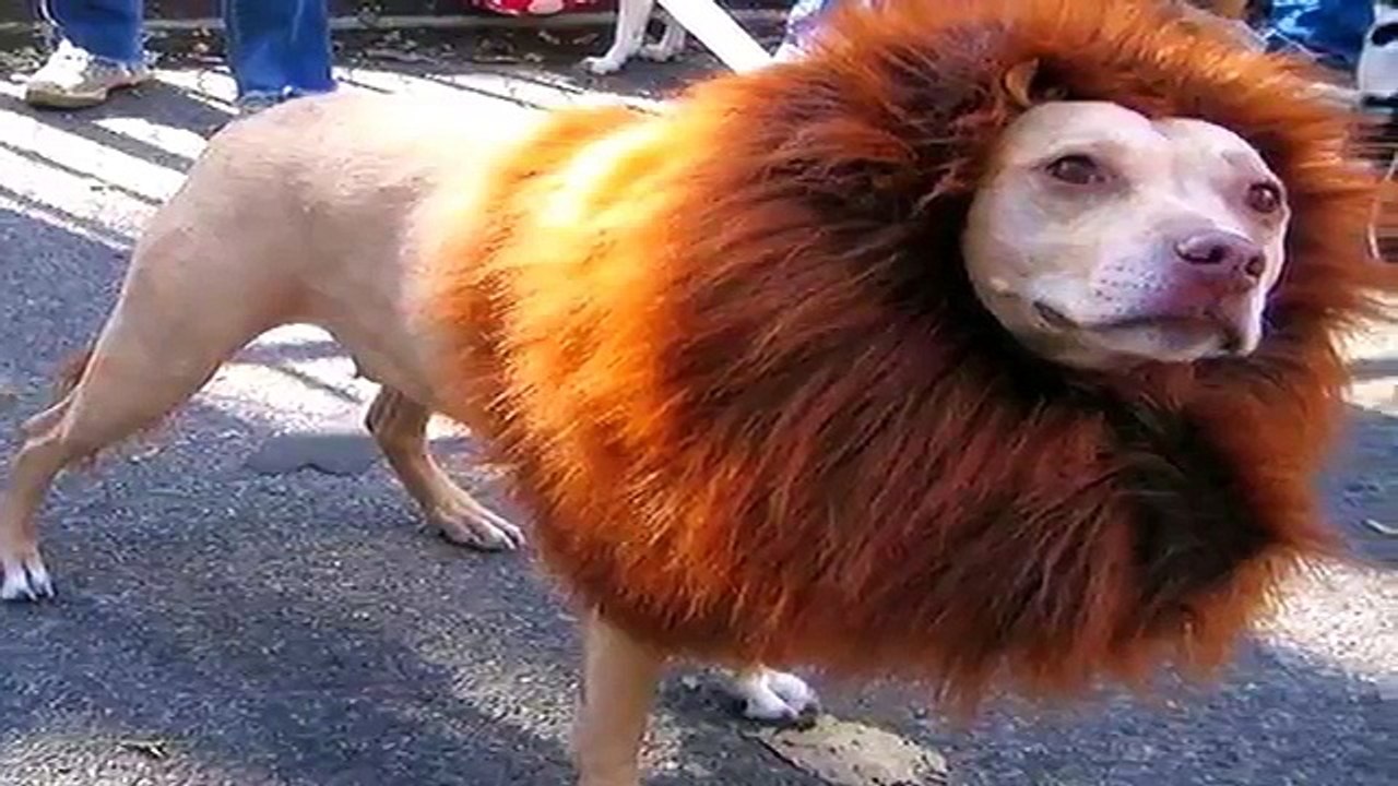 hwai jhaaj to mehnga kutta