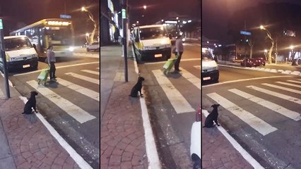 Un chien attend que le feu soit rouge pour traverser