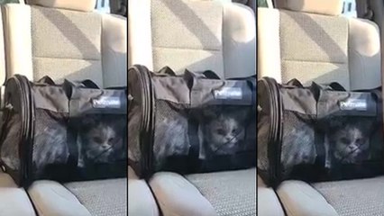 Un chat incapable de miauler correctement