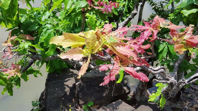 An amazing biking in million dollar forest of sagwan trees on royal enfield bullet