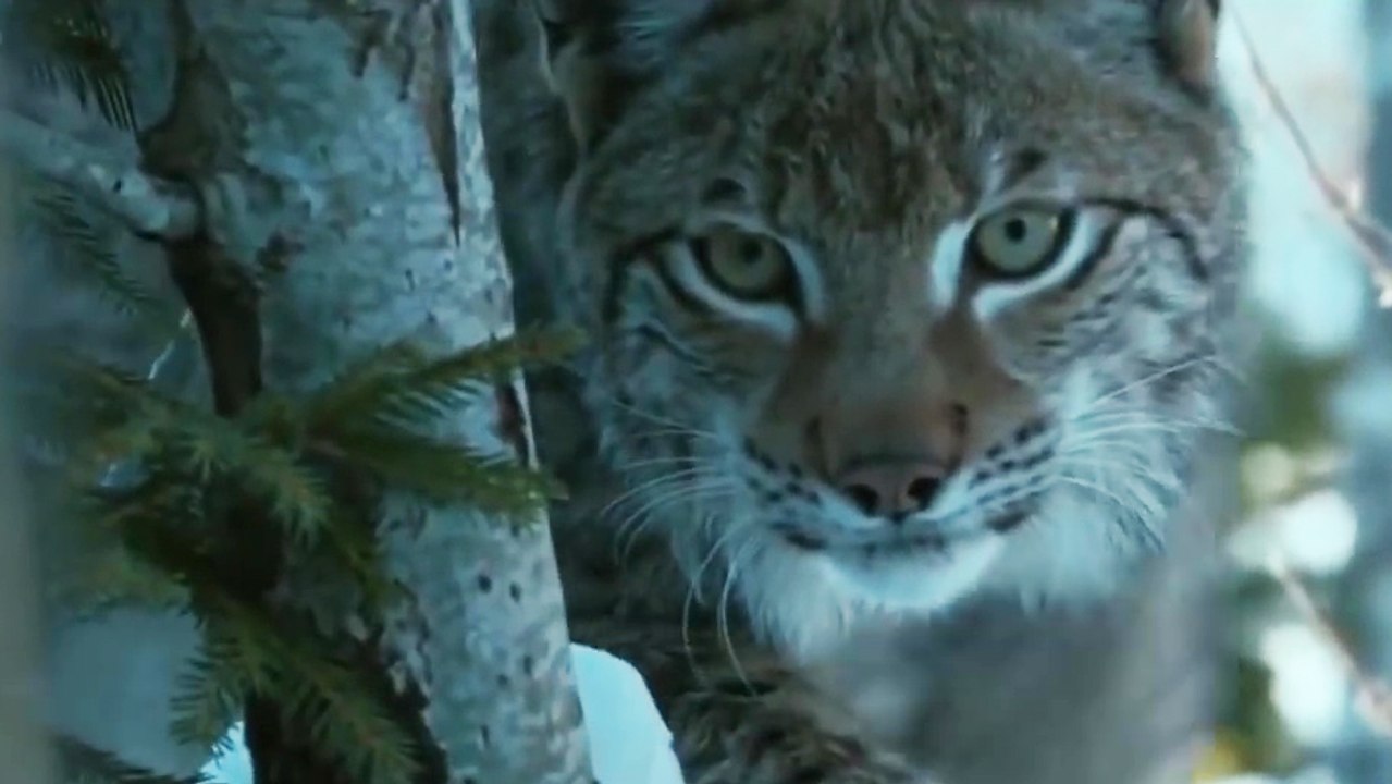 Un lynx chasse un renard