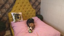 Piscina y masajes en el primer hotel de lujo para perros del sur de Asia