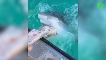Ces touristes nourrissent des requins à la main
