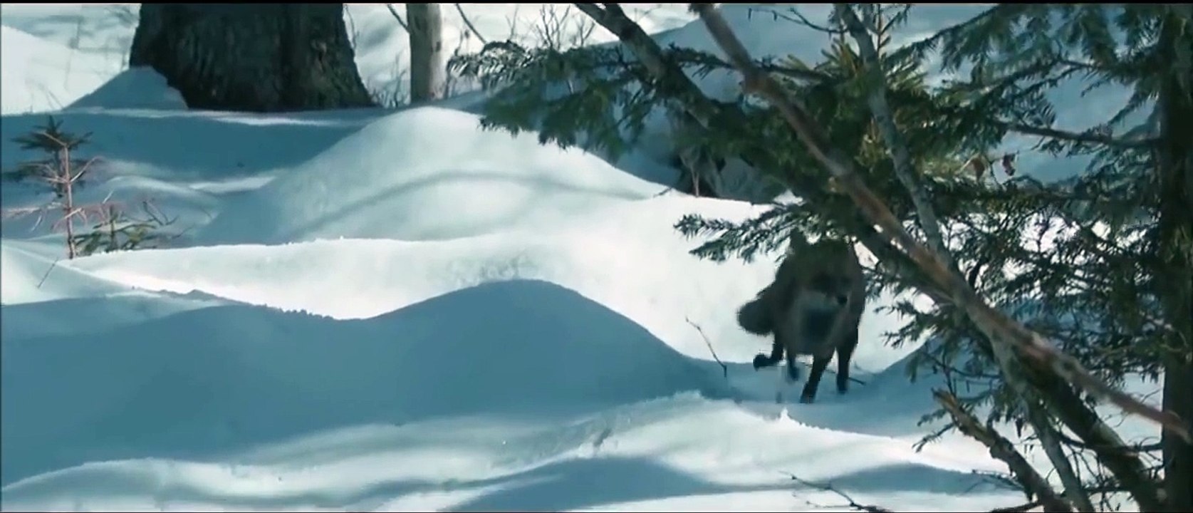 Un lynx chasse un renard dans « Le Renard et l'Enfant »