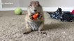 Adorable baby prairie dog pup eating a carrot