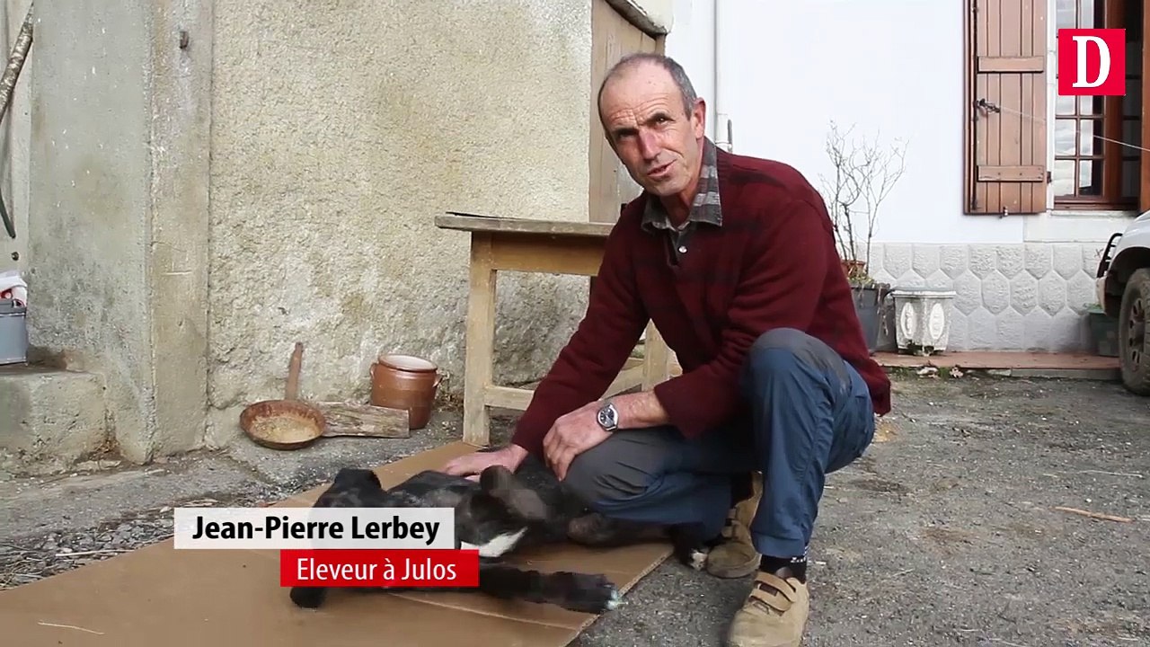 Major, le chien d'aveugle retrouve son maître