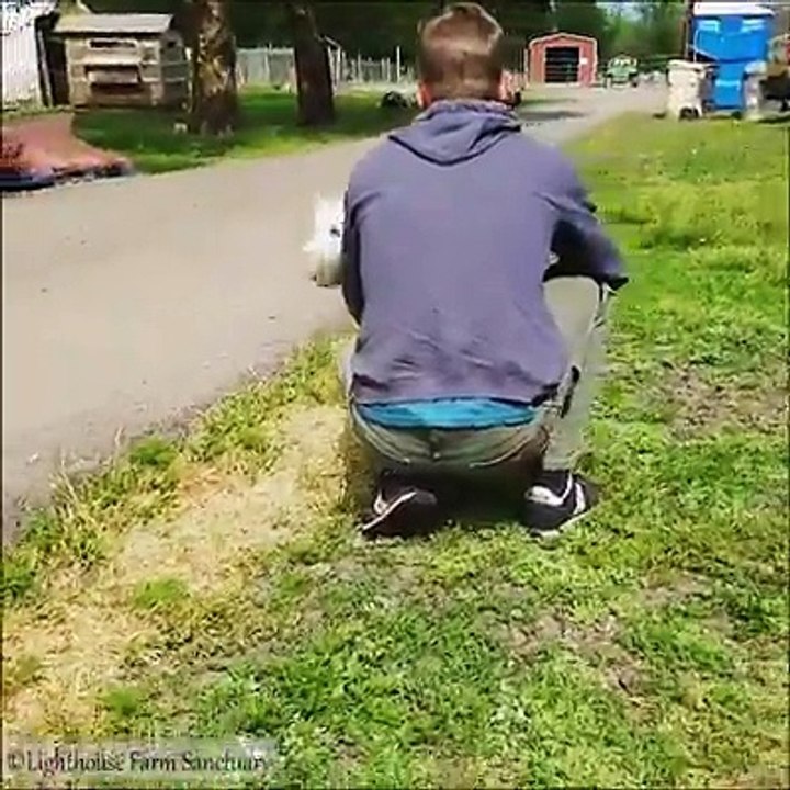 l'Amour des bêtes pour leur maître (adorable)